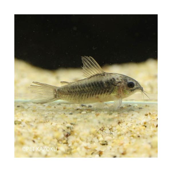 コリドラス エレガンス プルス 1匹 3cm程度 Nd 未来アクアリウムヤフー店 通販 Yahoo ショッピング