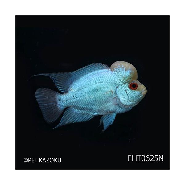 フラワーホーン Big Head Thai Silk M Aグレード Fht0625n １匹 観賞魚 魚 アクアリウム 熱帯魚 フラワーホーン Buyee Buyee 日本の通販商品 オークションの代理入札 代理購入
