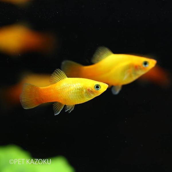 オレンジサンセットプラティ 3cm程度 1匹 Nm 未来アクアリウムヤフー店 通販 Yahoo ショッピング