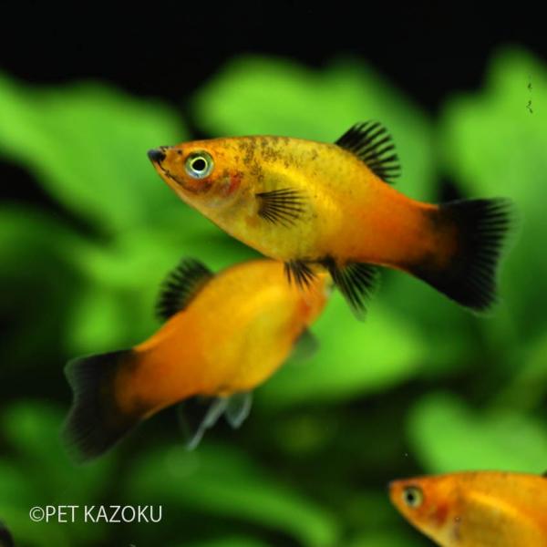レッドワグプラティ 3cm程度 5匹セット :nm000038:未来アクアリウムヤフー店 - 通販 - Yahoo!ショッピング レッドワグプラティ 3cm程度 5匹セット :nm000038:未来アクアリウムヤフー店 - 通販 - Yahoo!ショッピング