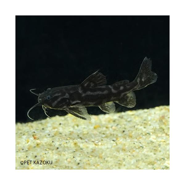 21新作モデル ナマズの仲間 Wild キボシドットカイザードラス 小 可愛いナマズの仲間神戸店在庫魚 代引き手数料無料 Todomundo Org