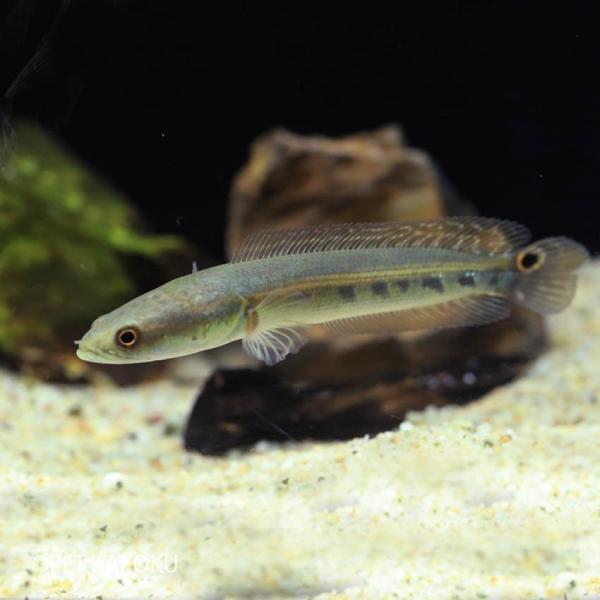 熱帯魚 レッドテールタイガーシャベルノーズ キャット ブリード 九州 1匹 北海道 沖縄航空便要保温2,340円 熱帯魚 レッドテールタイガーシャベルノーズ キャット ブリード 九州 1匹 北海道 沖縄航空便要保温2,340円