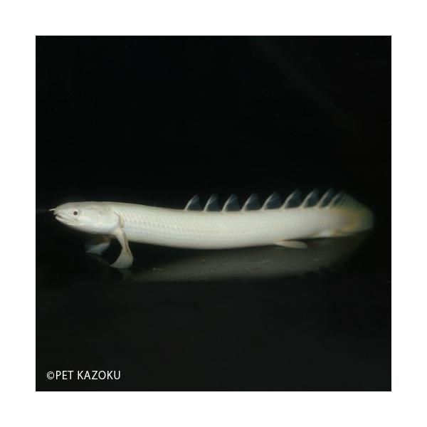 プラチナ セネガルス 12cm