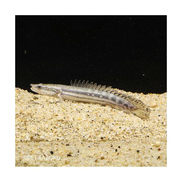 熱帯魚 古代魚 ポリプテルス オルナティピニス 東南ブリード 5cm 4匹 Alderhotel Com