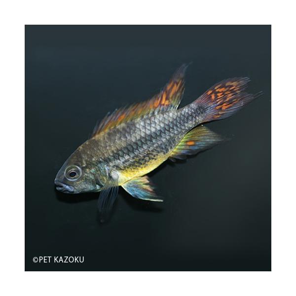 安いアピストグラマ カカトゥオイデスの通販商品を比較 ショッピング情報のオークファン