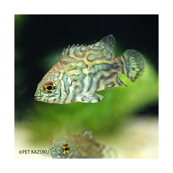オスカー 熱帯魚 みんな探してる人気モノ オスカー 熱帯魚