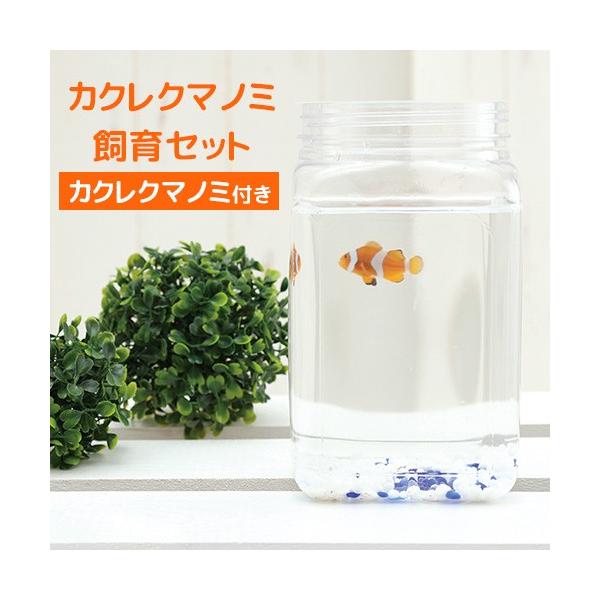 クマノミ 飼育 セット みんな探してる人気モノ クマノミ 飼育 セット