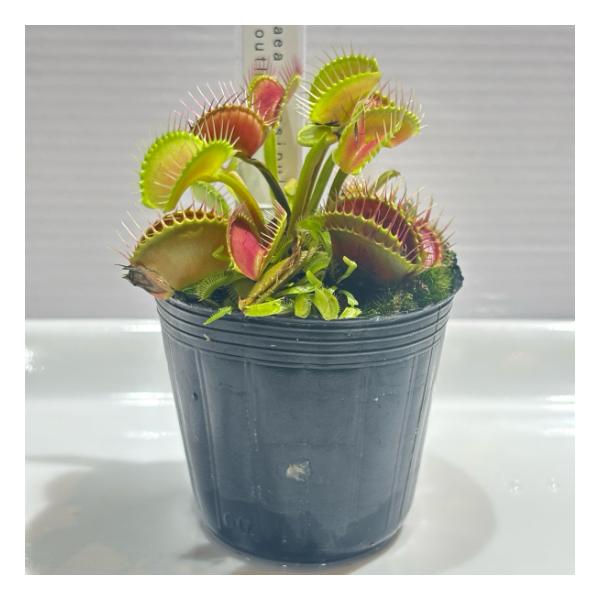 食虫植物」Dionaea Big Mouth ハエトリソウ ビッグマウス「観葉植物