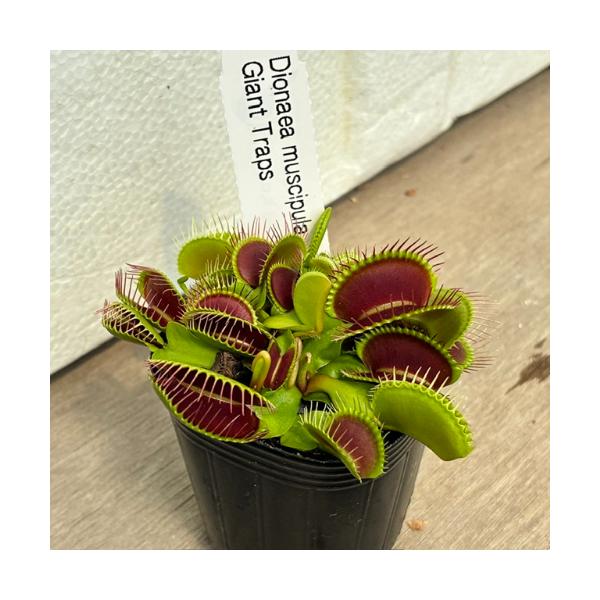 食虫植物」Dionaea muscipula 'Giant Trap' ハエトリソウ ジャイアント