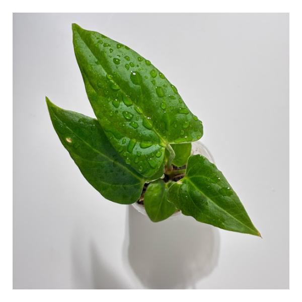 観葉植物」アンスリウム パピリラムナム 'ブルー'× 'エックスワン