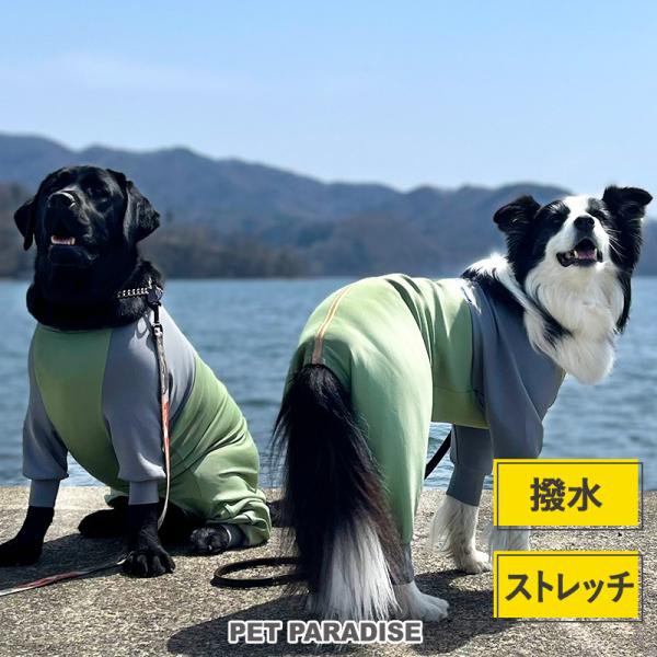 pet-para_39917260