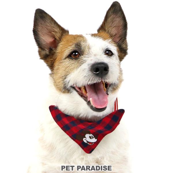 pet-para_40812980