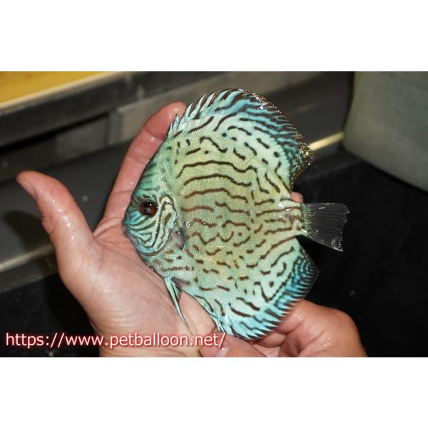 petballoonshop_ab01-50905010