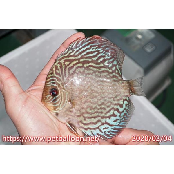 ディスカス 京紅 レッドロイヤルブルー 個体販売 13 14cm 生体 Apaproduction Fr