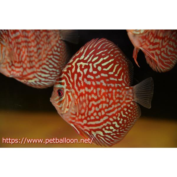 【美個体・ペア向き】ディスカス レッドターコイズ 10〜12cm 2匹セット｜丈夫・水道水飼育OK｜千葉手渡し優先・全国発送可 楽天市場】【送付無料・お買い得】レッドターコイズ・ディスカス 6cm