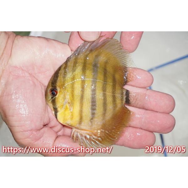 ディスカス ラーゴウラリアヘビーセンターバーヤングスター 個体販売 9 10cm 生体 Zlatiborbasket Rs