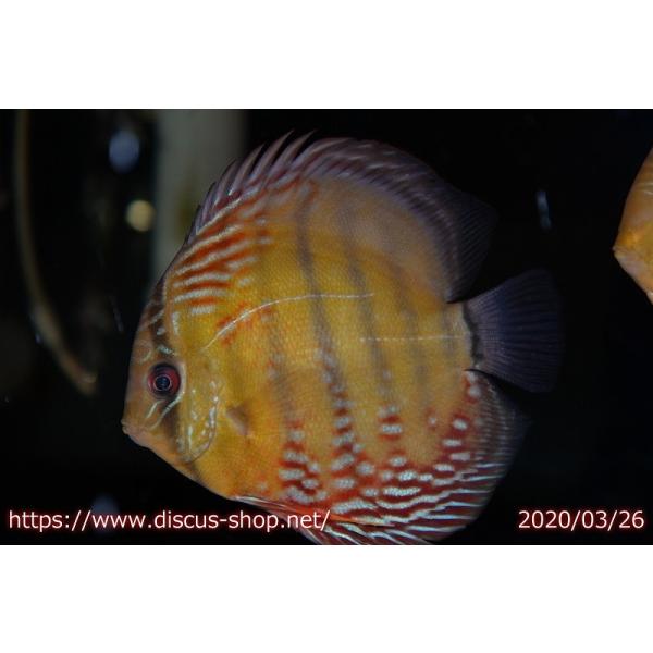 個体販売】 ヤフー店 クリペア クリペア ロイヤルヤングスター 観賞魚 
