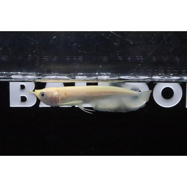 【淡水魚】【通販】大特価 アルビノシルバーアロワナ【1匹 サンプル画像】(±10-12cm)(大型魚)