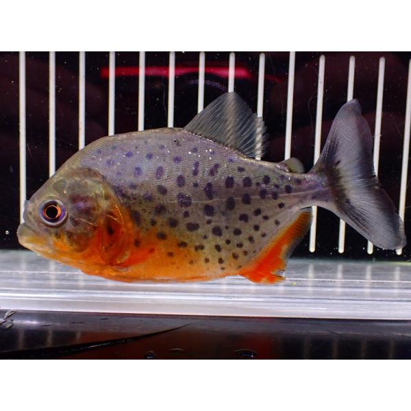【淡水魚】【通販】極赤 No1 ピラニア ナッテリー ペルー産 ワイルド【個体販売】(±10cm)(大型魚)