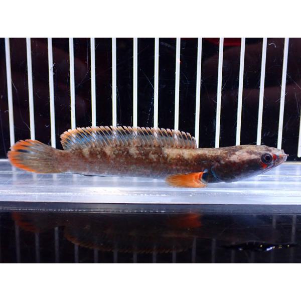 【淡水魚】【通販】アイズファイヤースネークヘッド【１匹 サンプル画像】(±10cm)(大型魚・スネークヘッド)