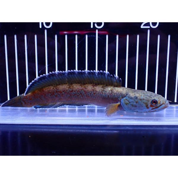 【淡水魚】【通販】青強め No2 チャンナ sp ゴールドダスト【個体販売】(±16cm)(大型魚・スネークヘッド)