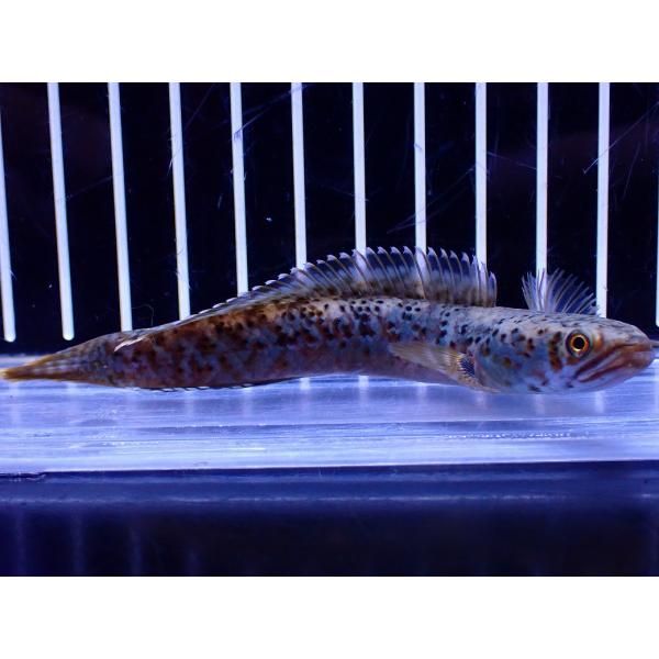 【淡水魚】【通販】No2 チャンナ sp パルダリス(ブルームーンギャラクシースネークヘッド)【個体販売】(±10cm)