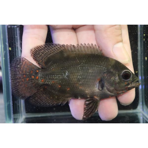 【淡水魚】【通販】ブラジル No2 ワイルドレッドオスカー サンフランシスコ産【個体販売】(±10cm)(大型魚)