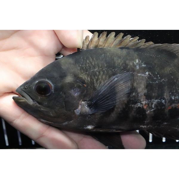 淡水魚 No3 ブラジル ベレン便 ワイルド オスカー トカンチンス産 個体販売 ワイルド 15cm 生体 観賞魚生体 ペットバルーン Ac09 ペットバルーン ヤフー店