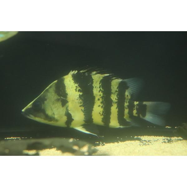 【通販 淡水魚】真っ黄色 大きめ ニューギニアダトニオ ワイルド【個体販売】(±17cm)(大型魚)