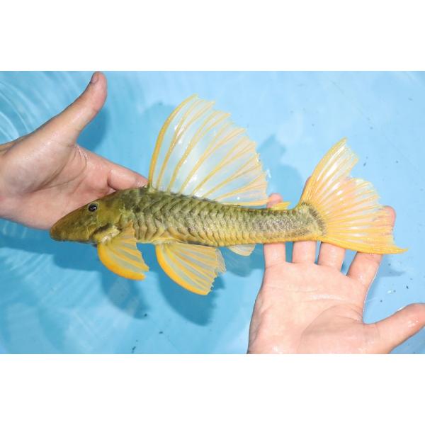 ゴールデンアンジェリカス12㎝ ブリード個体