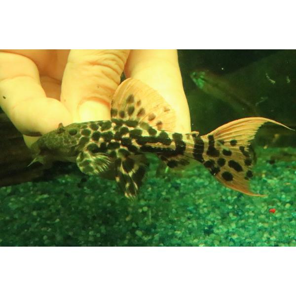 【淡水魚】【通販】タイタニックトリムプレコ ワイルド【個体販売】(±8cm)(プレコ)