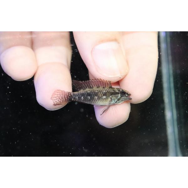 【淡水魚】【通販】新産地 アピストグラマ エリザベサエ リオウアウペス カスターニョ産 ワイルド【１ペア 個体販売】