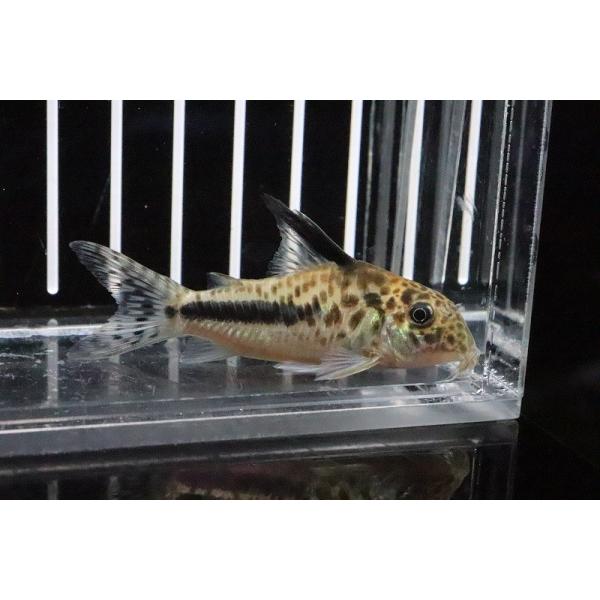 淡水魚 No2 コリドラス フィラメントーサス シパルゥイニーリバー産 ワイルド 個体販売 7cm コリドラス Www Psiunoiva Com