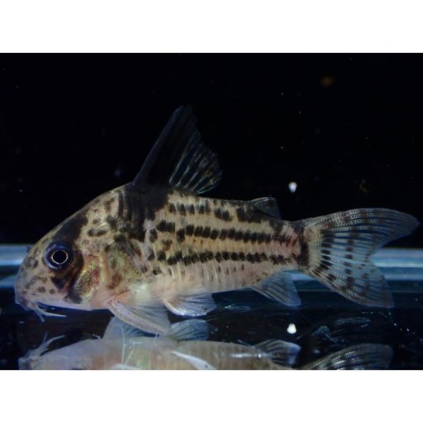 【淡水魚】【通販】超激レア 特価 コリドラス cf トカンチンスシュワルツィ カテテ産 ワイルド【１匹 サンプル画像】