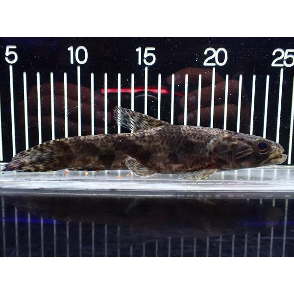 petballoonshop_ac42-51017040