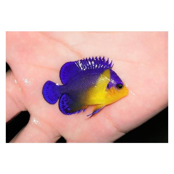 即納特典付き 公式の