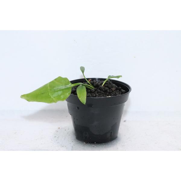 【通販 水草】クリプトコリネ ヌーリー ライムグリーン3 リアウ ワイルド【個体販売】（陰性水草)