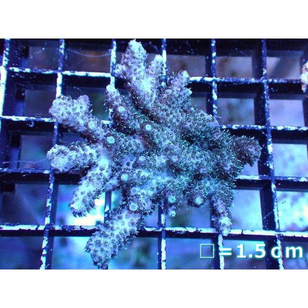 【サンゴ】ミドリイシsp. (Green)Sサイズ（個体販売）No.3（生体）
