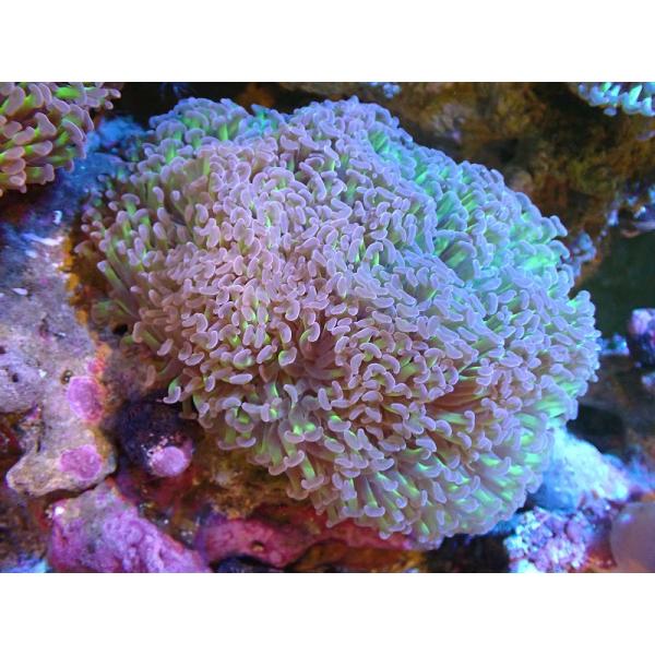 【サンゴ】ナガレハナサンゴ（Metallic Green Stem)Lサイズ（個体販売）（±15cm)No.18（生体）