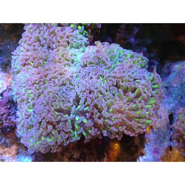 【サンゴ】ナガレハナサンゴ（Metallic Green Stem)Lサイズ（個体販売）（±15cm)No.19（生体）