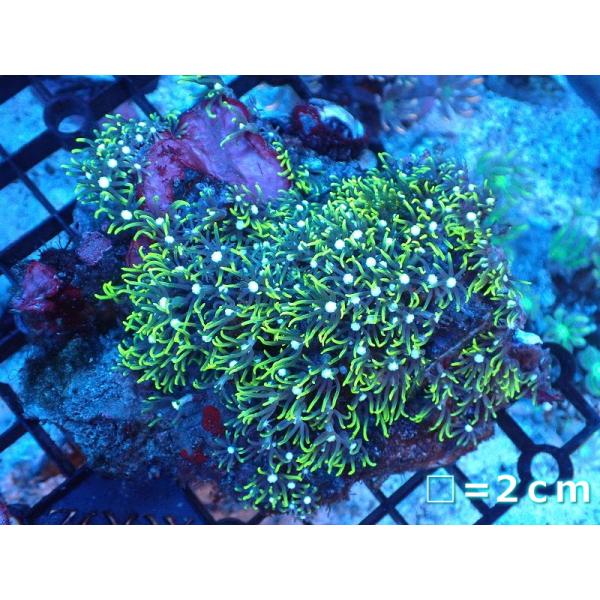 スーパーメタリック スターポリプ サンゴ】スターポリプ（スーパーメタリックグリーン）Mサイズ（個体