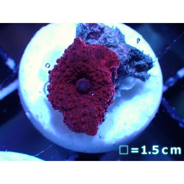 【サンゴ】ディスクコーラルsp. (Red/フラグ）（個体販売）No.1（生体）