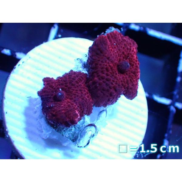 【サンゴ】ディスクコーラルsp. (Red/フラグ）（個体販売）No.3（生体）