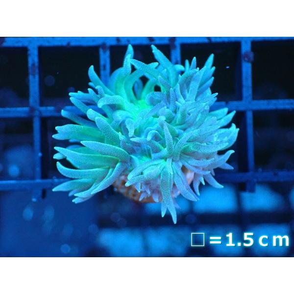 【サンゴ】【オーストラリア産】ウィスカーズコーラル（フラグ）（個体販売）No.1（生体）