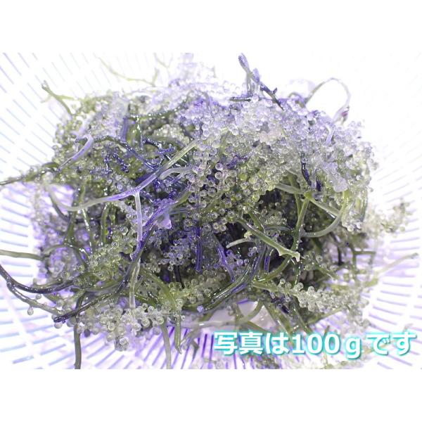 【サンゴ】餌として、リフジウム水槽にもOK! ウミブドウ（100ｇ）【1パック】（サンプル画像） （生体）