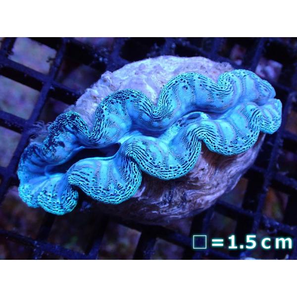 【サンゴ】【沖縄産】ヒメシャコガイ（メタリック）SMサイズ（個体販売）No.11（生体）