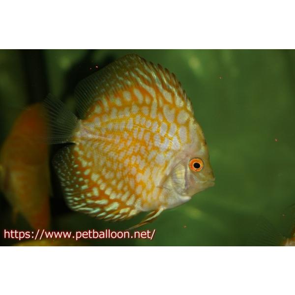 petballoonshop_zb03-40308041
