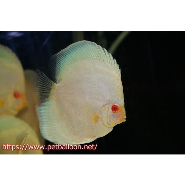 petballoonshop_zb04-40907041
