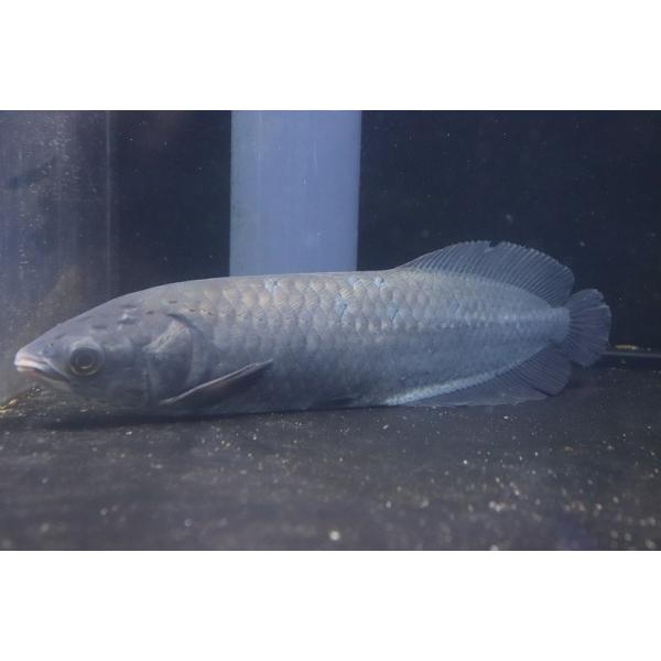 petballoonshop_zc01-10308241