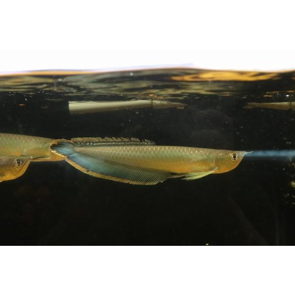 淡水魚】【通販】今回限定爆安 レア種 ブルーブラックアロワナ ネグロ